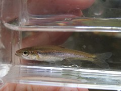 Clinostomus elongatus