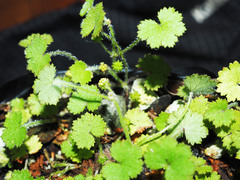 Hydrocotyle moschata moschata