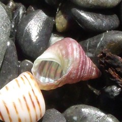 Micrelenchus purpureus