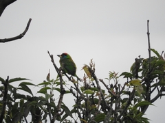 Psilopogon asiaticus