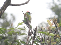 Psilopogon asiaticus