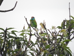 Psilopogon asiaticus