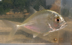 Caranx ignobilis