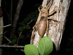 Nesoecia nigrispina