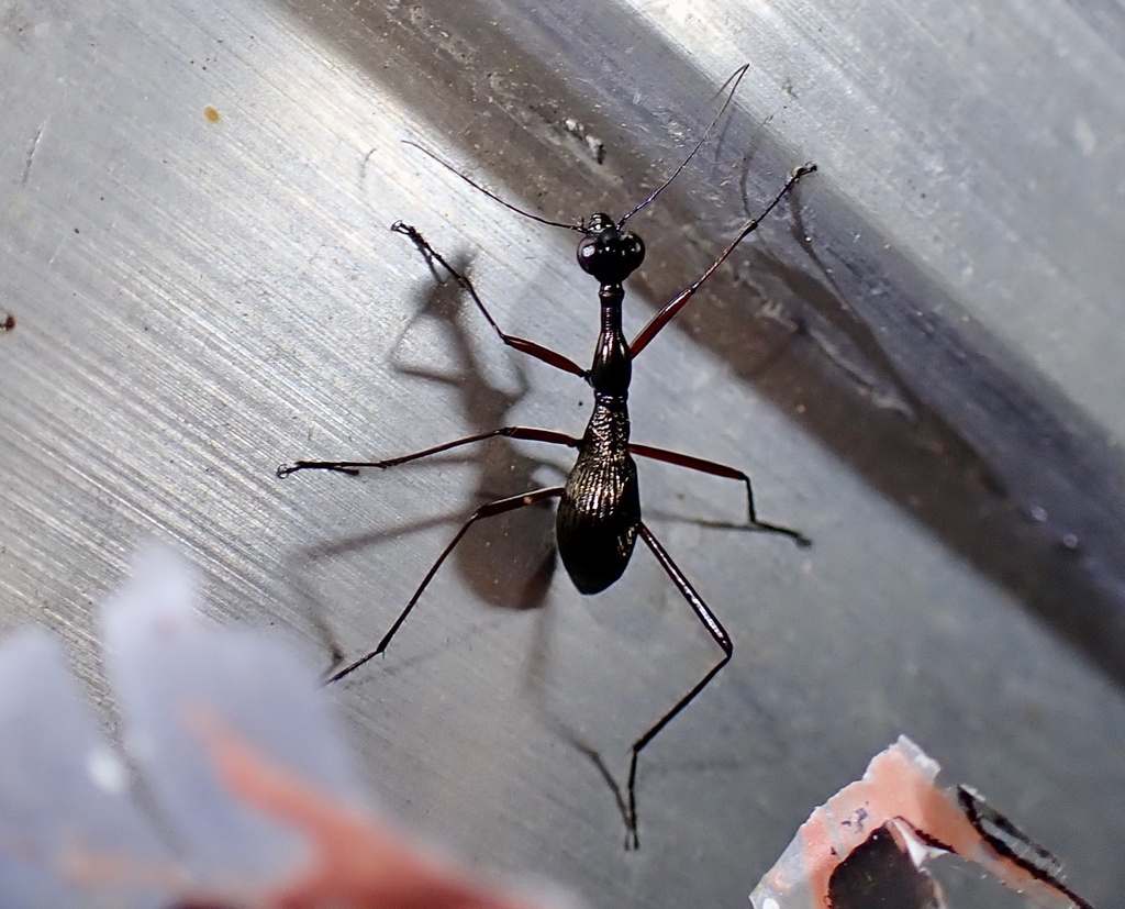 Long-necked Bark Tiger Beetle