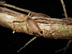 Nesoecia nigrispina