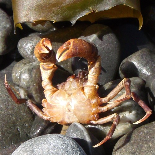 Halicarcinus cookii