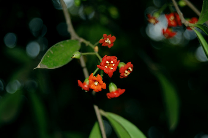 Bonellia