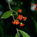 Bonellia macrocarpa pungens - Photo (c) Jayesh Patil,  זכויות יוצרים חלקיות (CC BY)