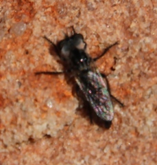 Brachyrhopalinae