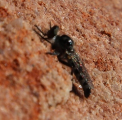 Brachyrhopalinae