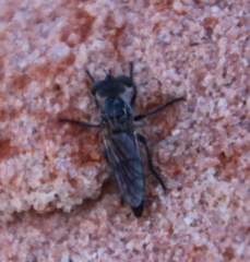 Brachyrhopalinae