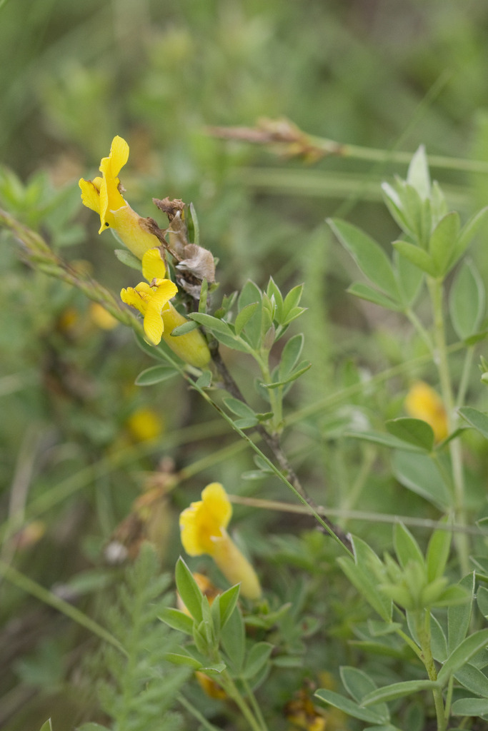 Chamaecytisus ratisbonensis from Mödling, Niederösterreich, Austria on