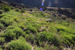 Pelargonium laevigatum oxyphyllum