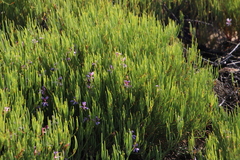 Pelargonium laevigatum oxyphyllum