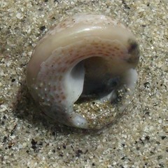 Coelotrochus tiaratus