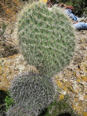 Opuntia pilifera