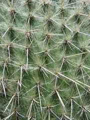 Opuntia pilifera