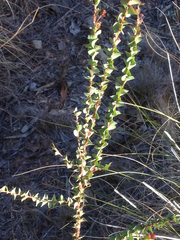 Acacia cultriformis