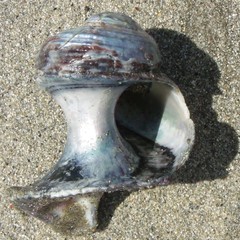 Modelia granosa