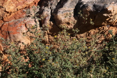 Berkheya onobromoides carlinoides