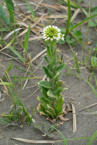 Arabis stelleri, photograph 2