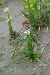 WATANABE Hitoshi 渡辺仁, CC BY, iNaturalist via GBIF Arabis stelleri, photograph WATANABE Hitoshi 渡辺仁, CC BY, iNaturalist via GBIF