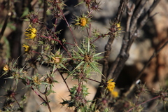 Berkheya onobromoides carlinoides
