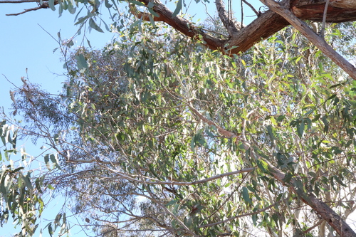 Image of Eucalyptus macrorhyncha by (c) Thomas Mesaglio, some rights reserved (CC BY)
