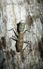 Liturgusa maya