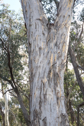 Image of Eucalyptus melliodora by (c) Thomas Mesaglio, some rights reserved (CC BY)