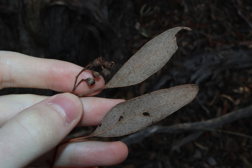 Image of Eucalyptus melliodora by (c) Thomas Mesaglio, some rights reserved (CC BY)