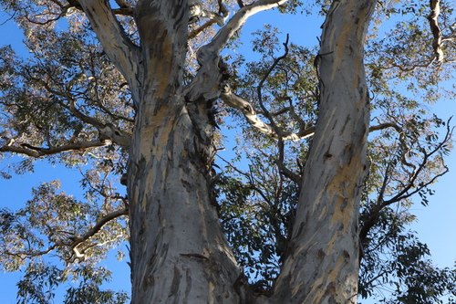Image of Eucalyptus melliodora by (c) Thomas Mesaglio, some rights reserved (CC BY)