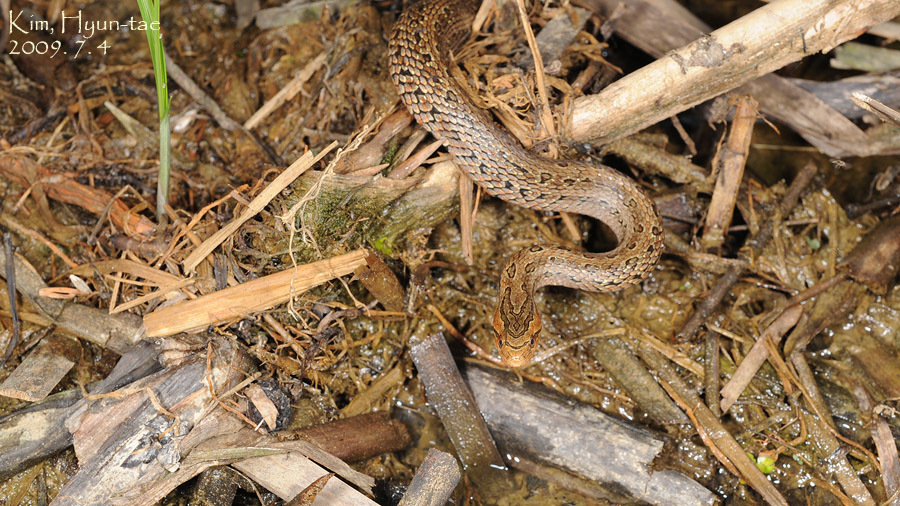 Oocatochus rufodorsatus, Chinese garter snake