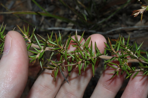 Image of Grevillea juniperina by (c) Thomas Mesaglio, some rights reserved (CC BY)