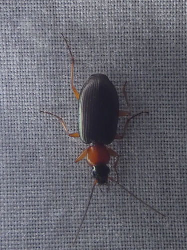 Agonum decorum photo 4