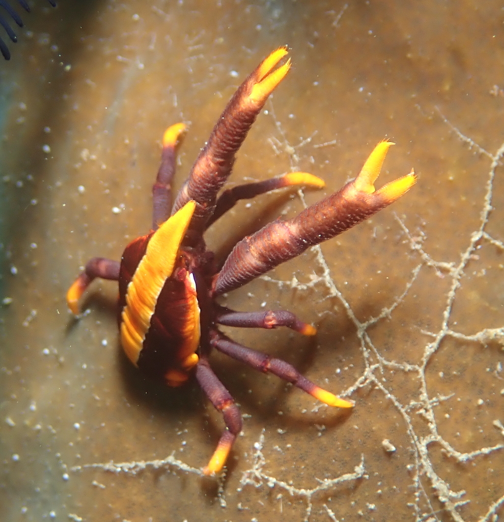 Baba's crinoid squat lobster