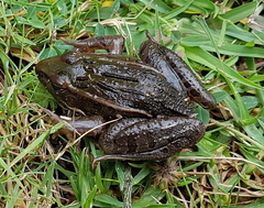 Lithobates spectabilis