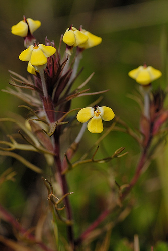 Triphysaria eriantha