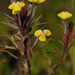 Triphysaria eriantha - Photo (c) birdgal5, μερικά δικαιώματα διατηρούνται (CC BY-NC-ND)