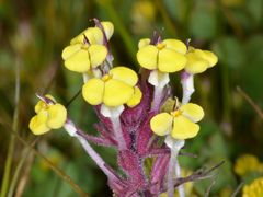 Triphysaria eriantha