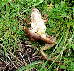 Lithobates spectabilis