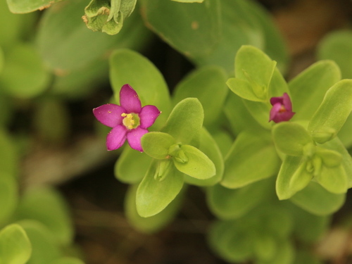 Schenkia japonica iNat (1)