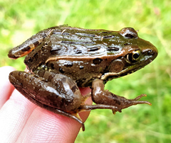 Lithobates spectabilis