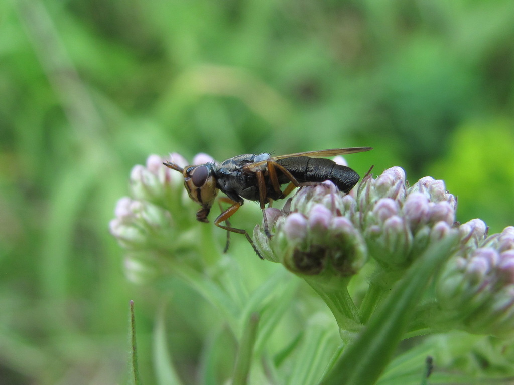 Dorycera caucasica