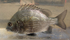 Acanthopagrus pacificus