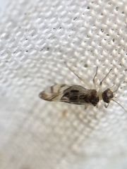 Graphopsocus