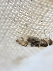Graphopsocus
