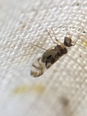 Graphopsocus