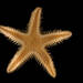 Estrellas Espinosas de Mar - Photo 

Katie Ahlfeld, sin restricciones conocidas de derechos (dominio publico)